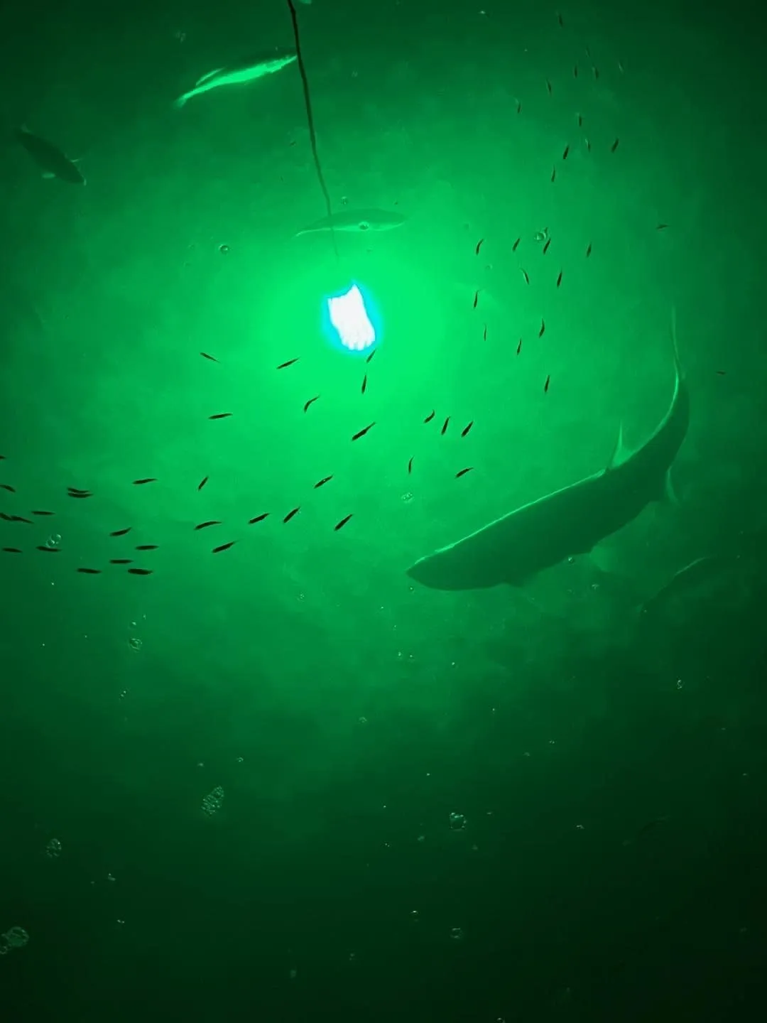 Green Blob Outdoors Underwater Fishing Lights, 12 Volt Battery Powered LED for Snook, Crappie, (Green, 15000)