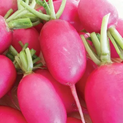 Lady slipper heirloom radish
